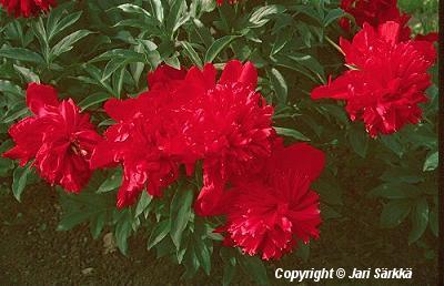  Paeonia lactiflora Inspecteur Lavergne